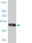 POLR2D Antibody (monoclonal) (M01)
